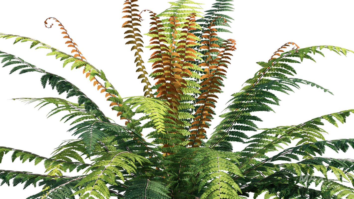 Collection 09 – Fern Garden - Image 39
