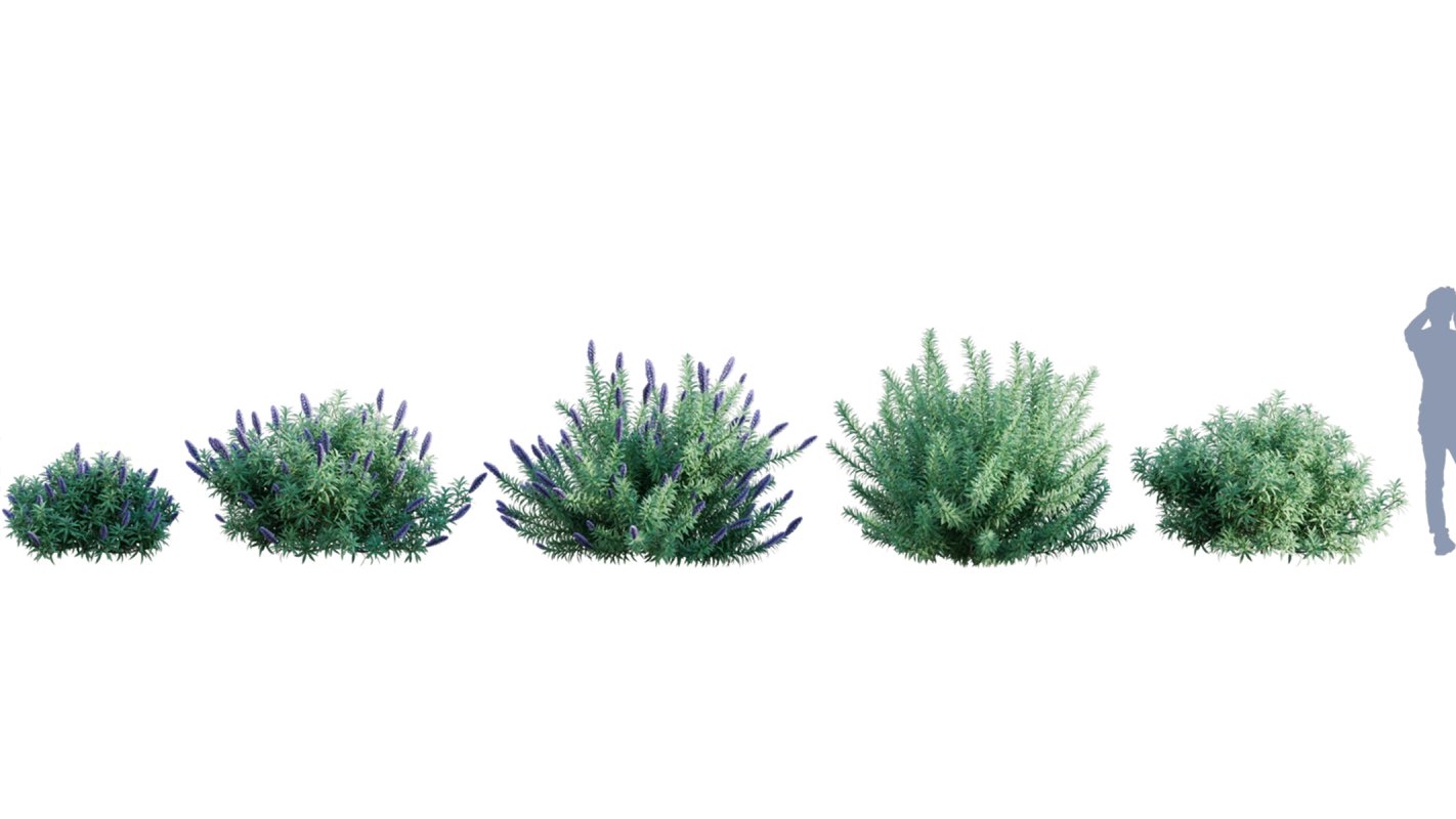 Collection 01 – Mediterrannean Garden (3D Model) - Image 9