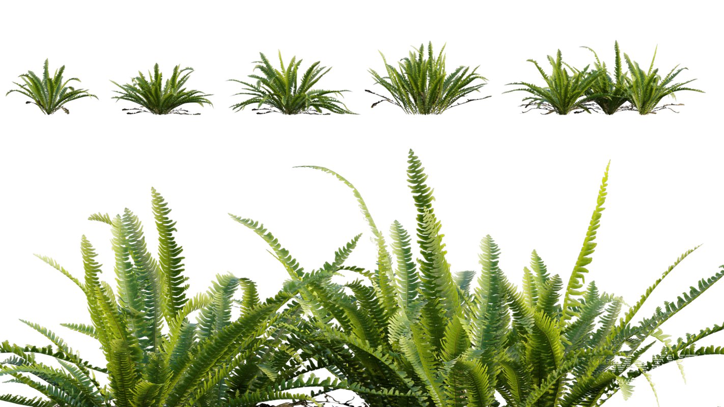 Collection 06 – Japanese Garden - Image 19