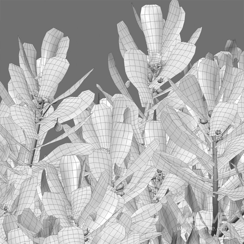 Scaevola Taccada – Beach Cabbage 01 - Image 1