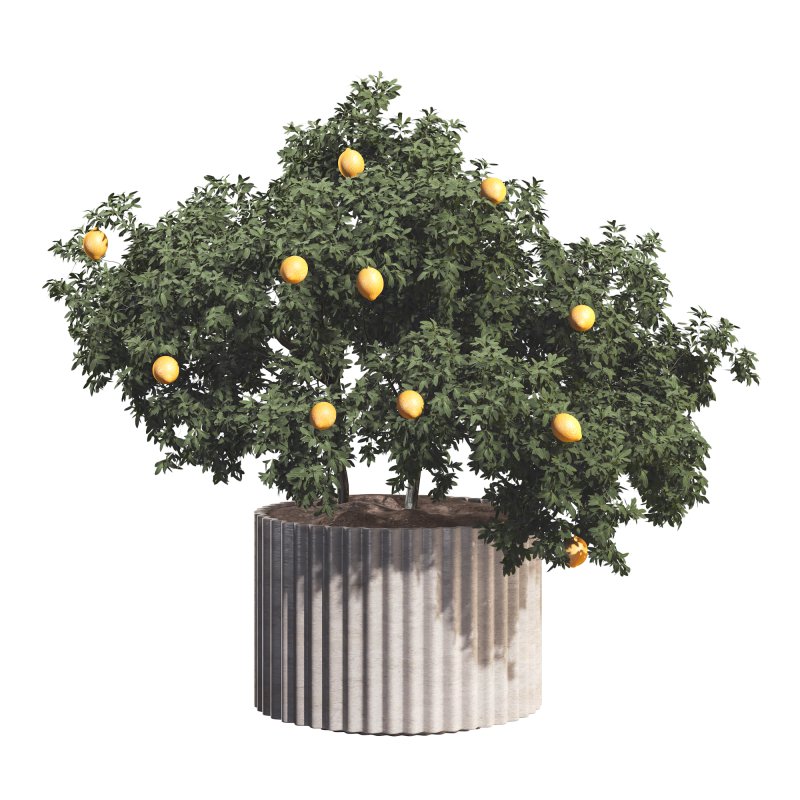Lemon Tree in Pot Collection - Image 3