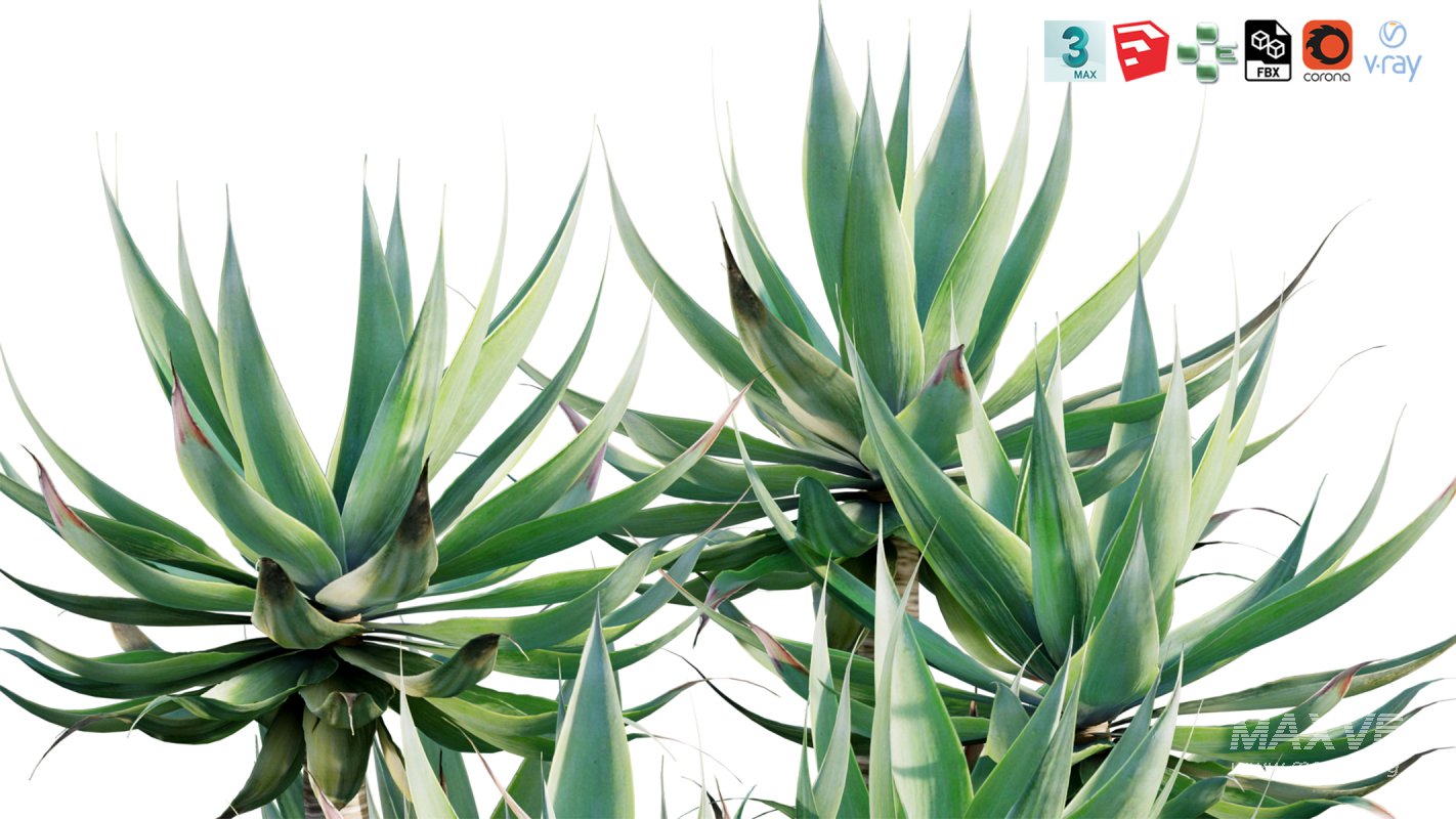 Collection 12 – Desert Garden - Image 12