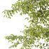 Celtis australis Tree 08 - Thumbnail 6