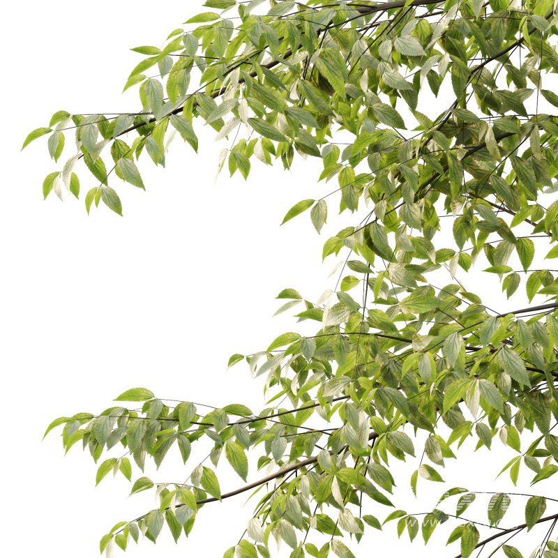 Celtis australis Tree 08 - Image 6