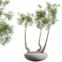 AV Indoor Plants Set 324 Japandi Decorative Minimalism Ficus Dracaena Marginata - Thumbnail 4