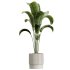 AV Indoor Plants Set 340 Ravenala Banana and China Orange Tree and Spineless Yucca - Thumbnail 4