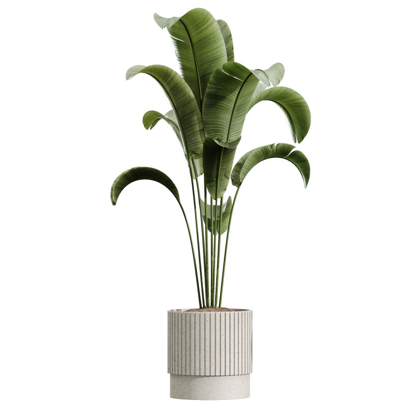 AV Indoor Plants Set 340 Ravenala Banana and China Orange Tree and Spineless Yucca - Image 4