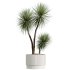 AV Indoor Plants Set 342 Ficus Marginata and Yucca Rostrata and Japandi Ficus - Thumbnail 6