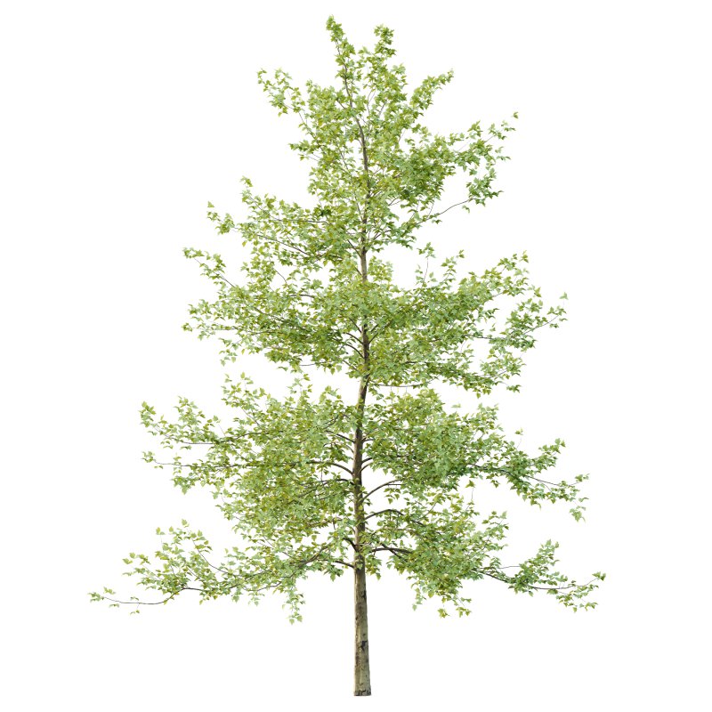 Sycamore Platanus Tree 04 - Image 5