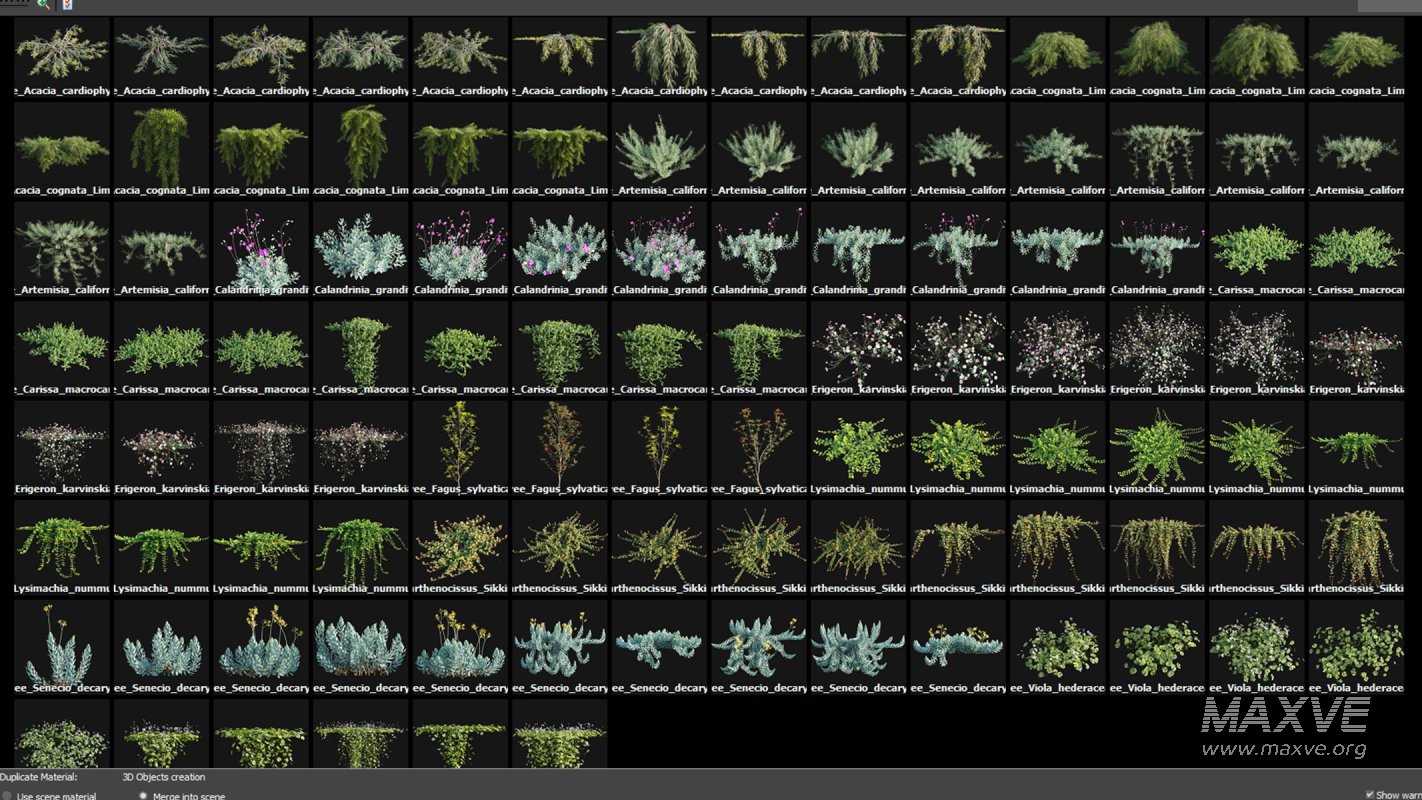 Collection 11 – Ground cover – Vines and Creepers - Image 3