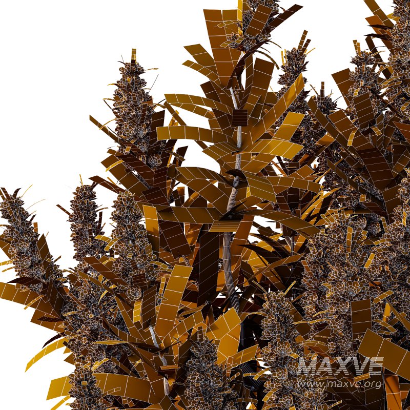 Echium candicans Pride of Madeira Bush 06 - Image 4