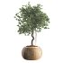 Indoor Tree in Pot Collection - Thumbnail 2
