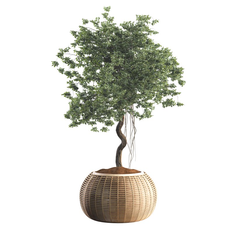 Indoor Tree in Pot Collection - Image 2