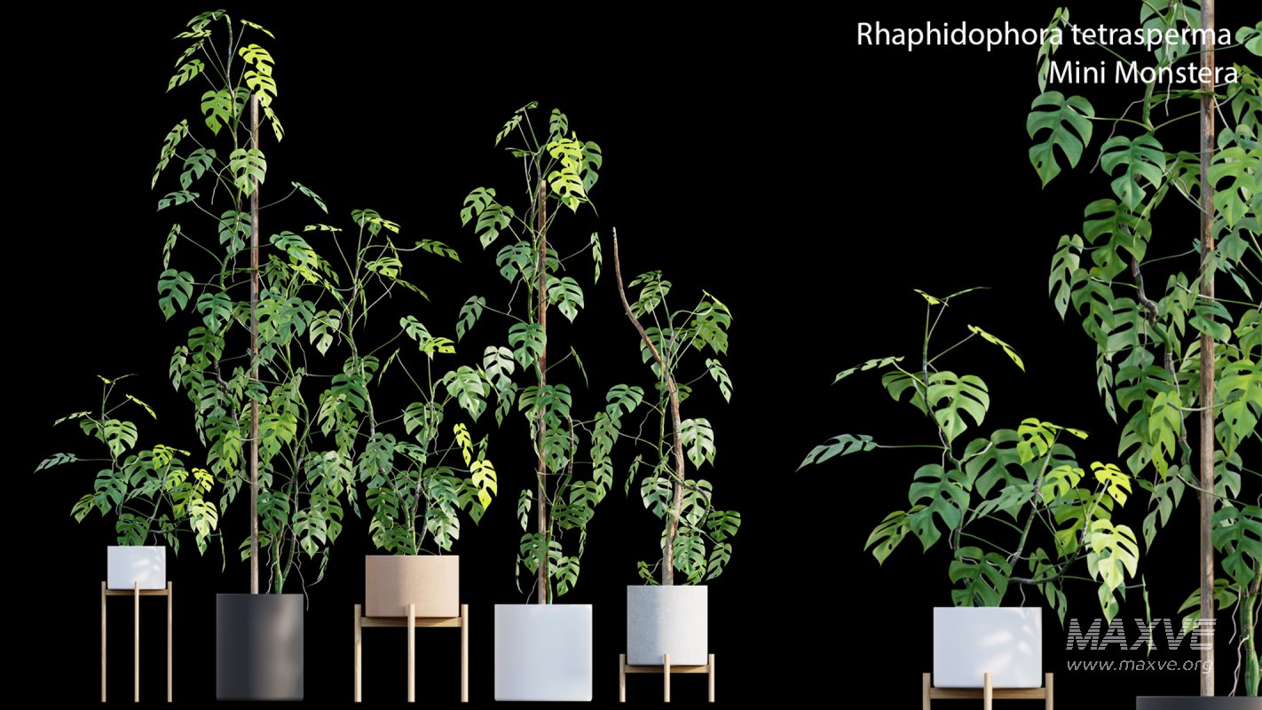 Collection 15 – Interior Plants - Image 18