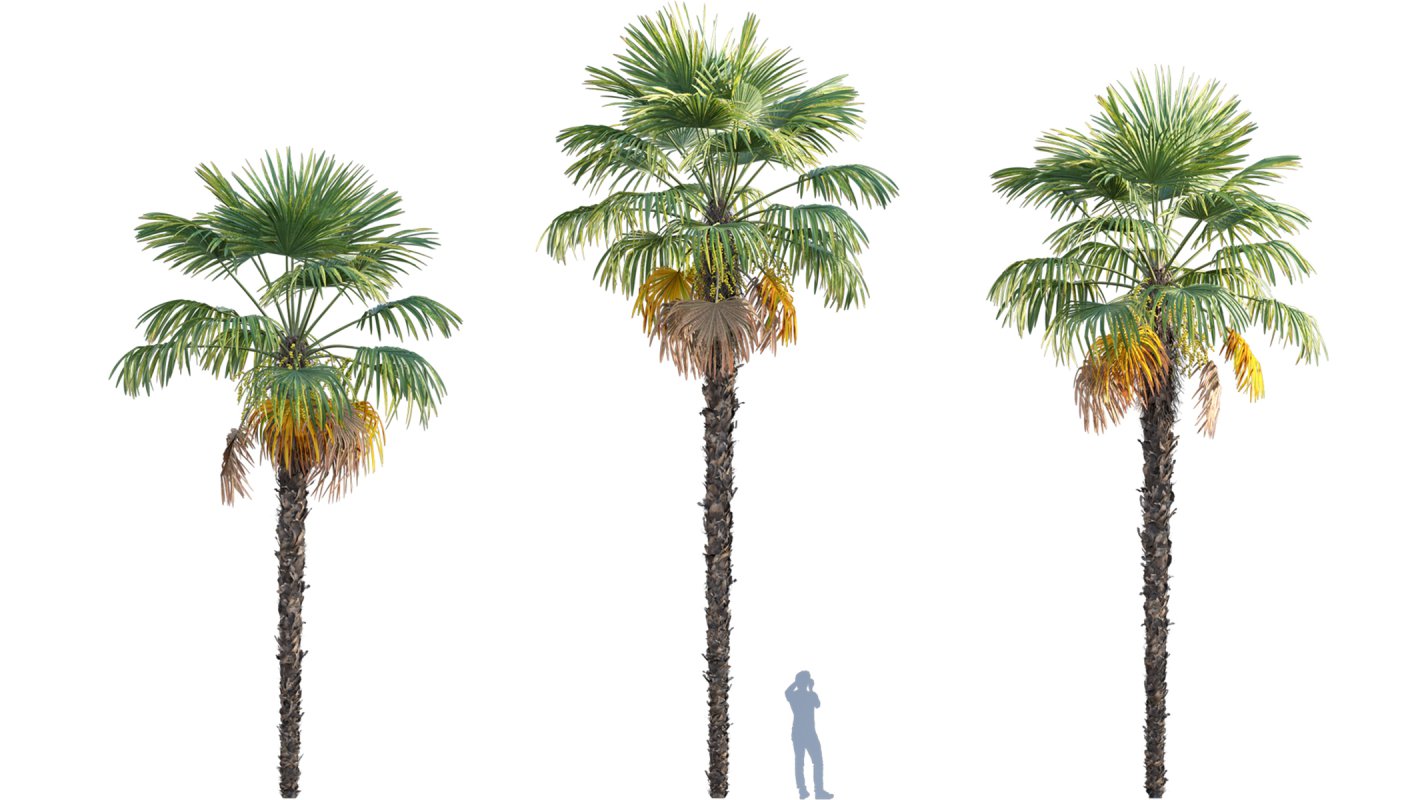 Collection 10 – Palm garden - Image 24