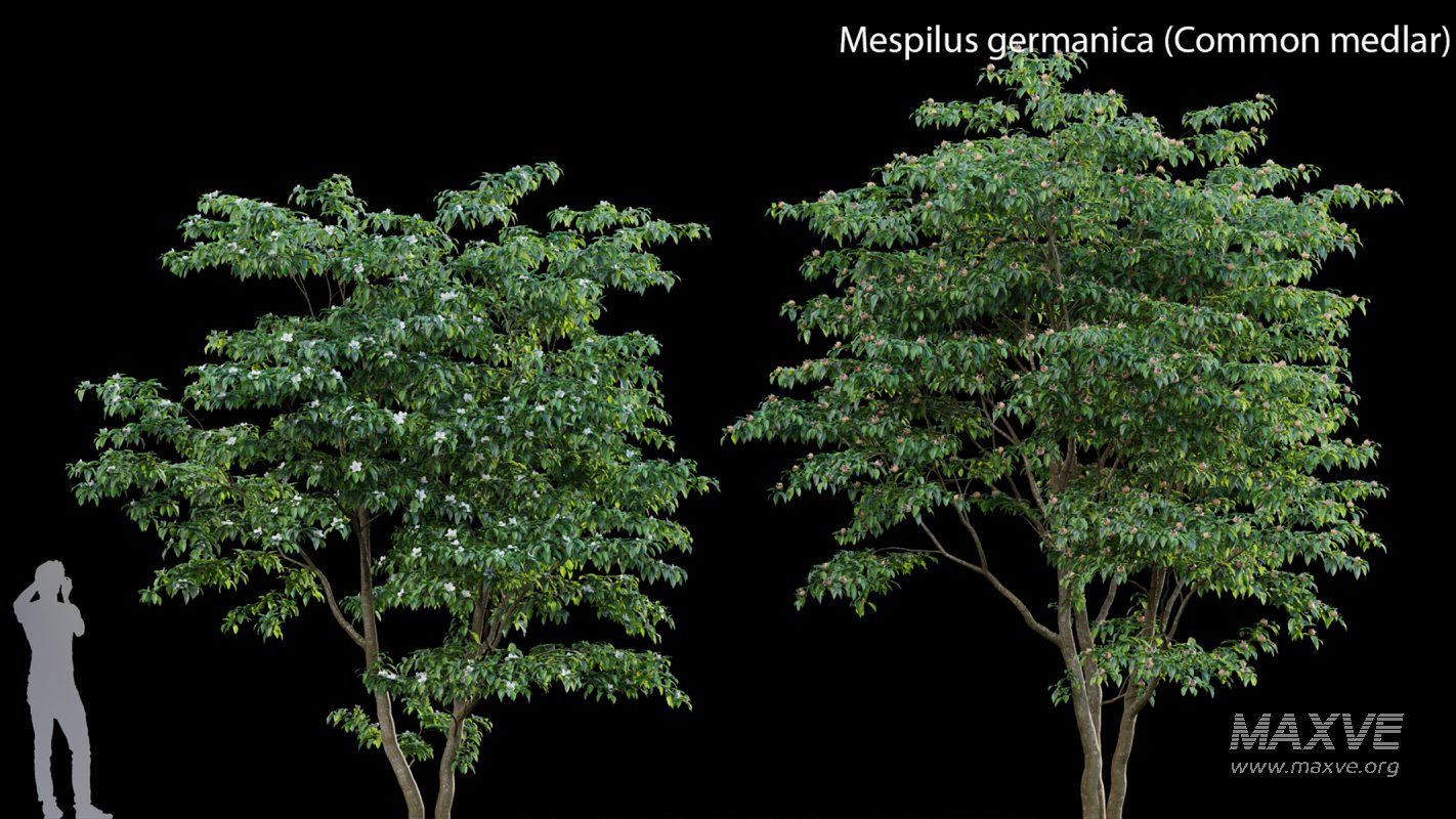 Collection 14 – English Garden - Image 31