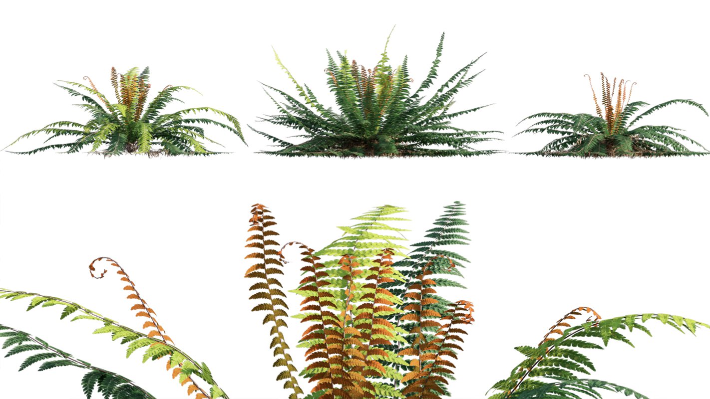Collection 09 – Fern Garden - Image 38