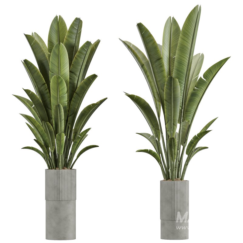 AV Indoor Plants Set 360 Olive and Banana Nicolai and Ficus Bonsai Ginseng - Image 4