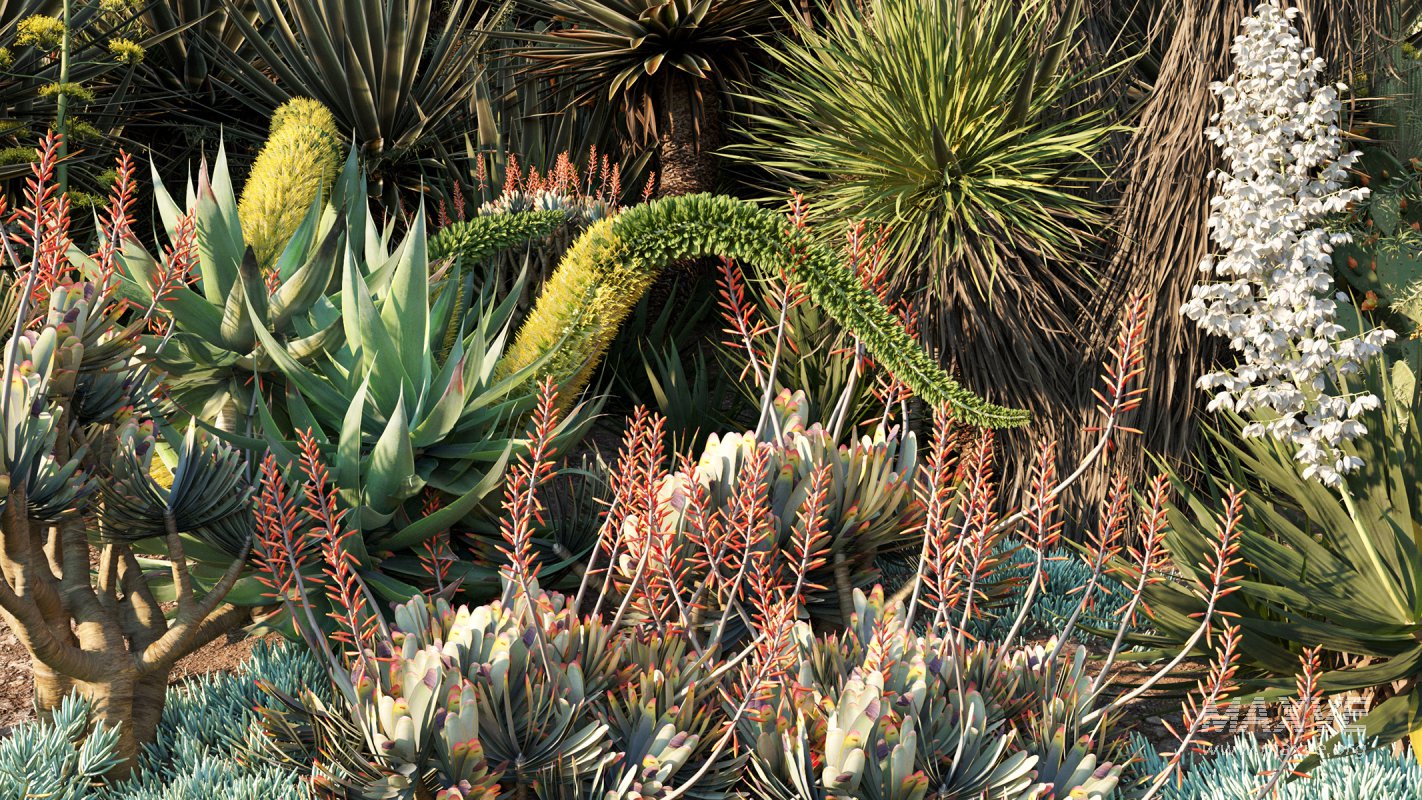 Collection 12 – Desert Garden - Image 3