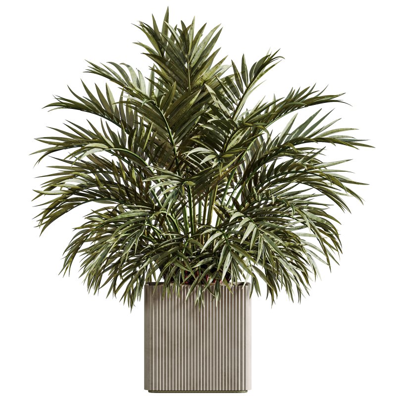 AV Indoor Plants Set 310 Olive and Banana Nicolai and Palm Kentia and Ficus Fig - Image 3