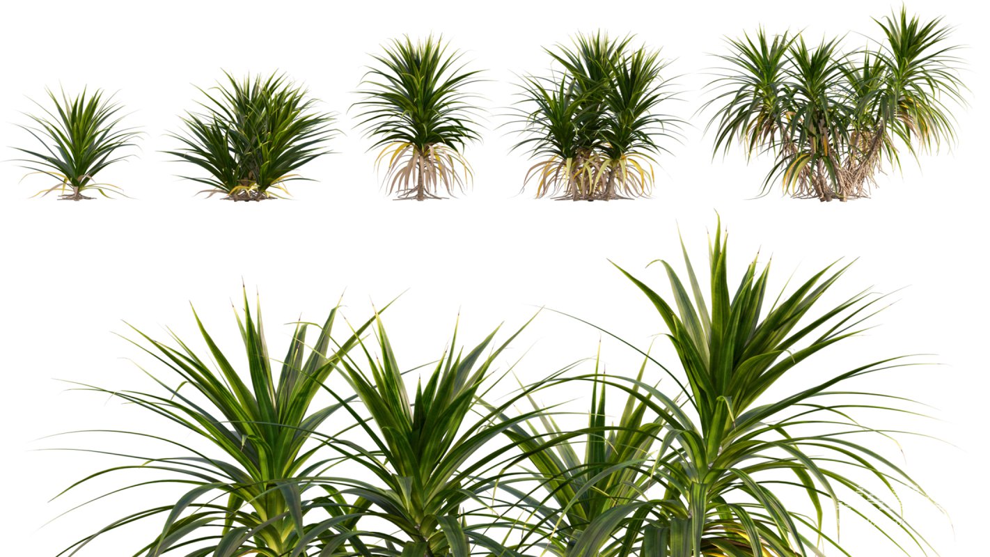 Collection 06 – Japanese Garden - Image 18