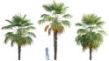 Collection 10 – Palm garden - Thumbnail 12