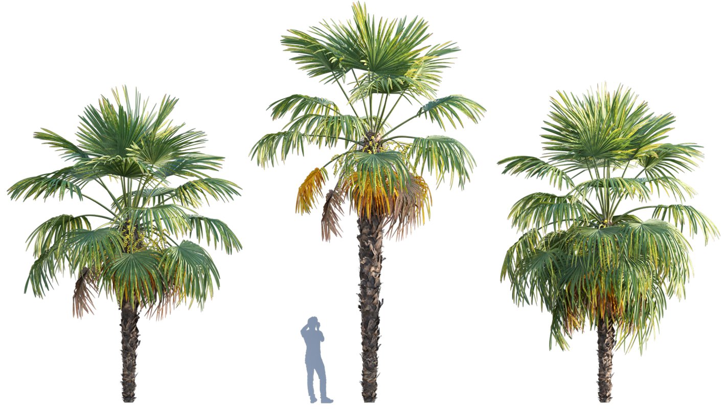 Collection 10 – Palm garden - Image 12