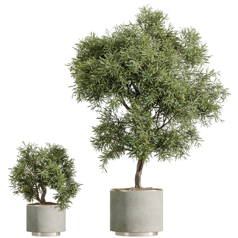 AV Indoor Plants Set 328 Olive and Yucca Rostrata Palm and Dracaena Lemon - Image 6