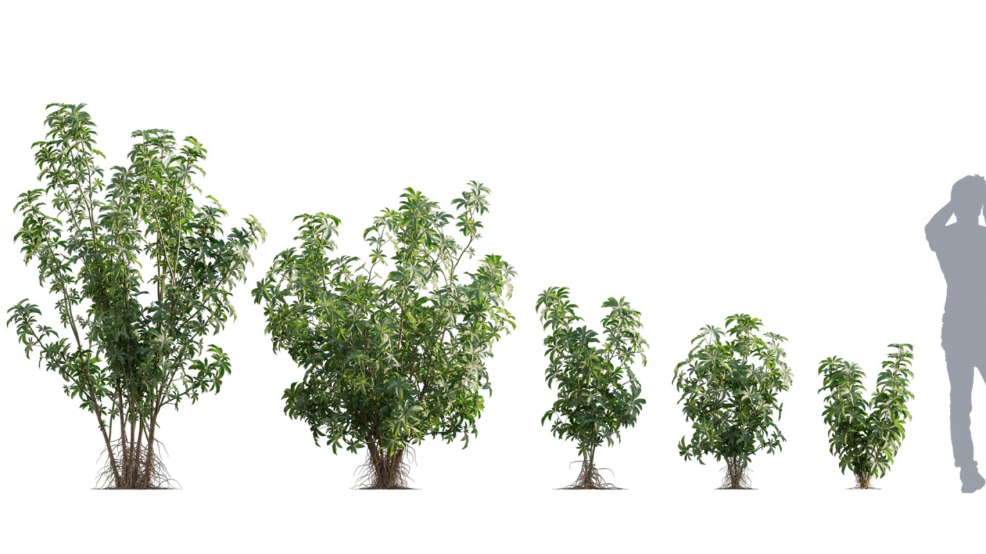 Collection 04 – Tropical Garden - Image 11