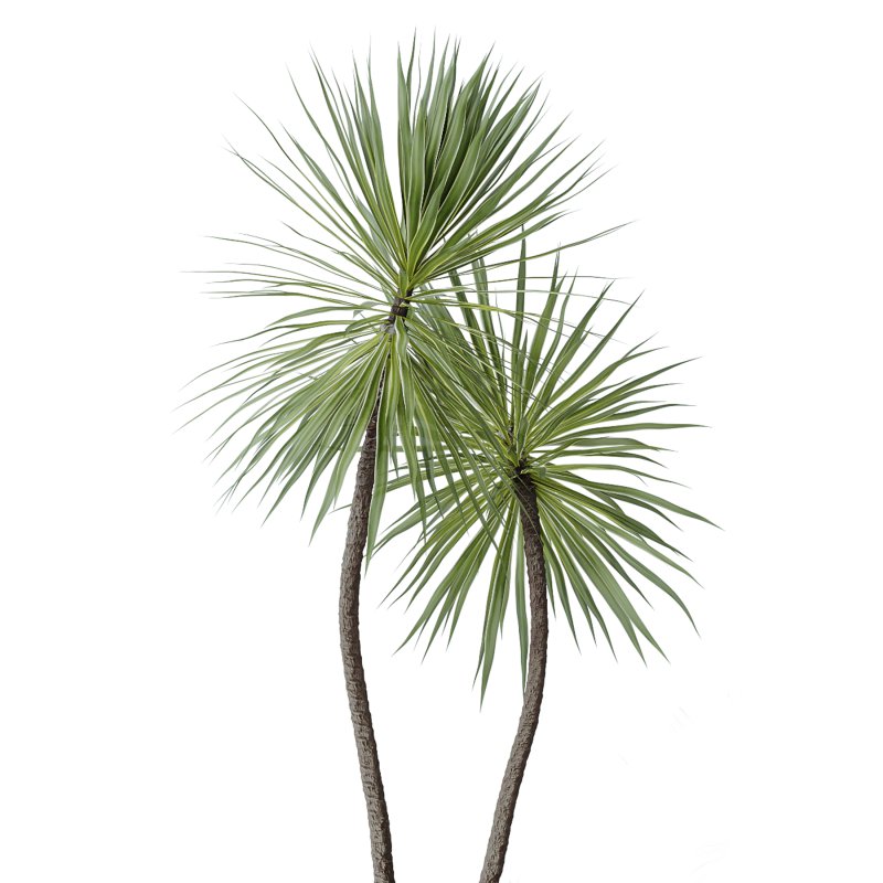 AV Indoor Plants Set 328 Olive and Yucca Rostrata Palm and Dracaena Lemon - Image 5