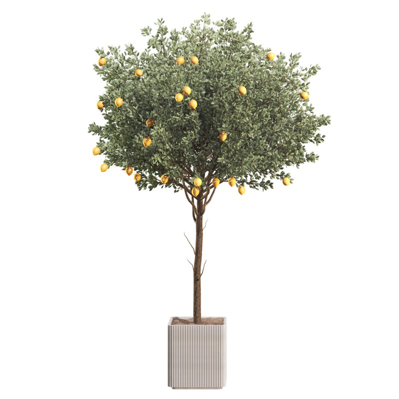 Lemon Tree in Pot Collection - Image 6
