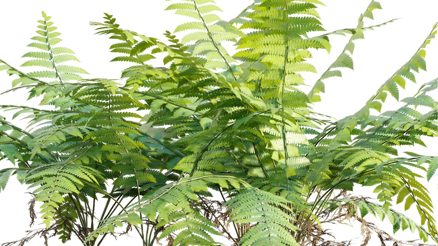 Collection 09 – Fern Garden - Image 35
