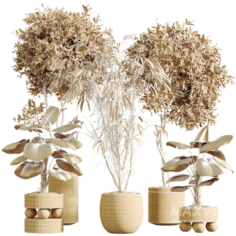 AV Indoor Plants Set 313 Licuala Palm and Olive Tree and Ficus Dracaena Marginata - Image 7