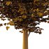 Tilia platyphyllos Tree 15 - Thumbnail 4