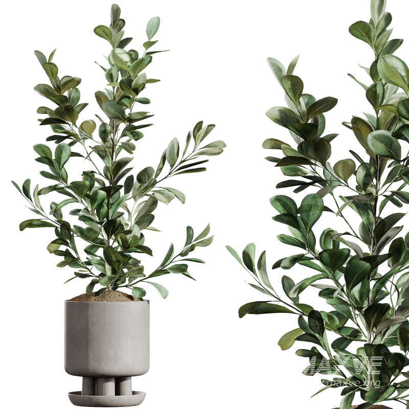 AV Indoor Plants Set 334 Aspidistra Elatior and Rubber Ficus Elastica and Ficus microcarpa Moclame - Image 12