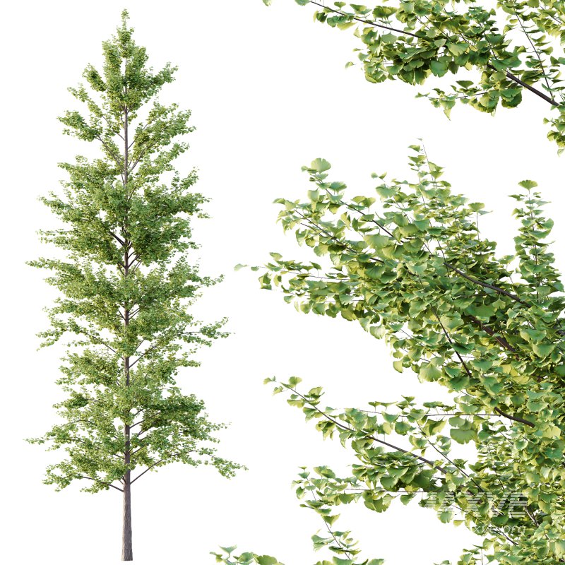 Different Trees 49 - Image 6