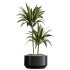 AV Indoor Plants Set 337 Dracaena Lemon and chefflera Umbrella and Rhapis Excelsa Palm - Thumbnail 4