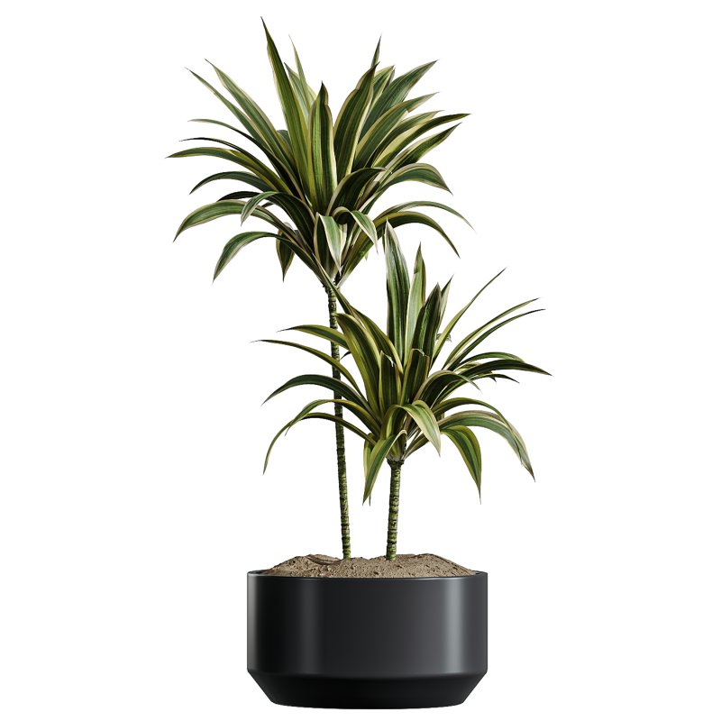AV Indoor Plants Set 337 Dracaena Lemon and chefflera Umbrella and Rhapis Excelsa Palm - Image 4