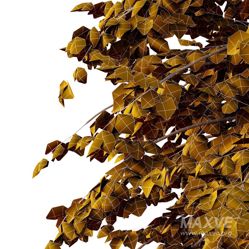 Tilia platyphyllos Tree 13 - Image 4