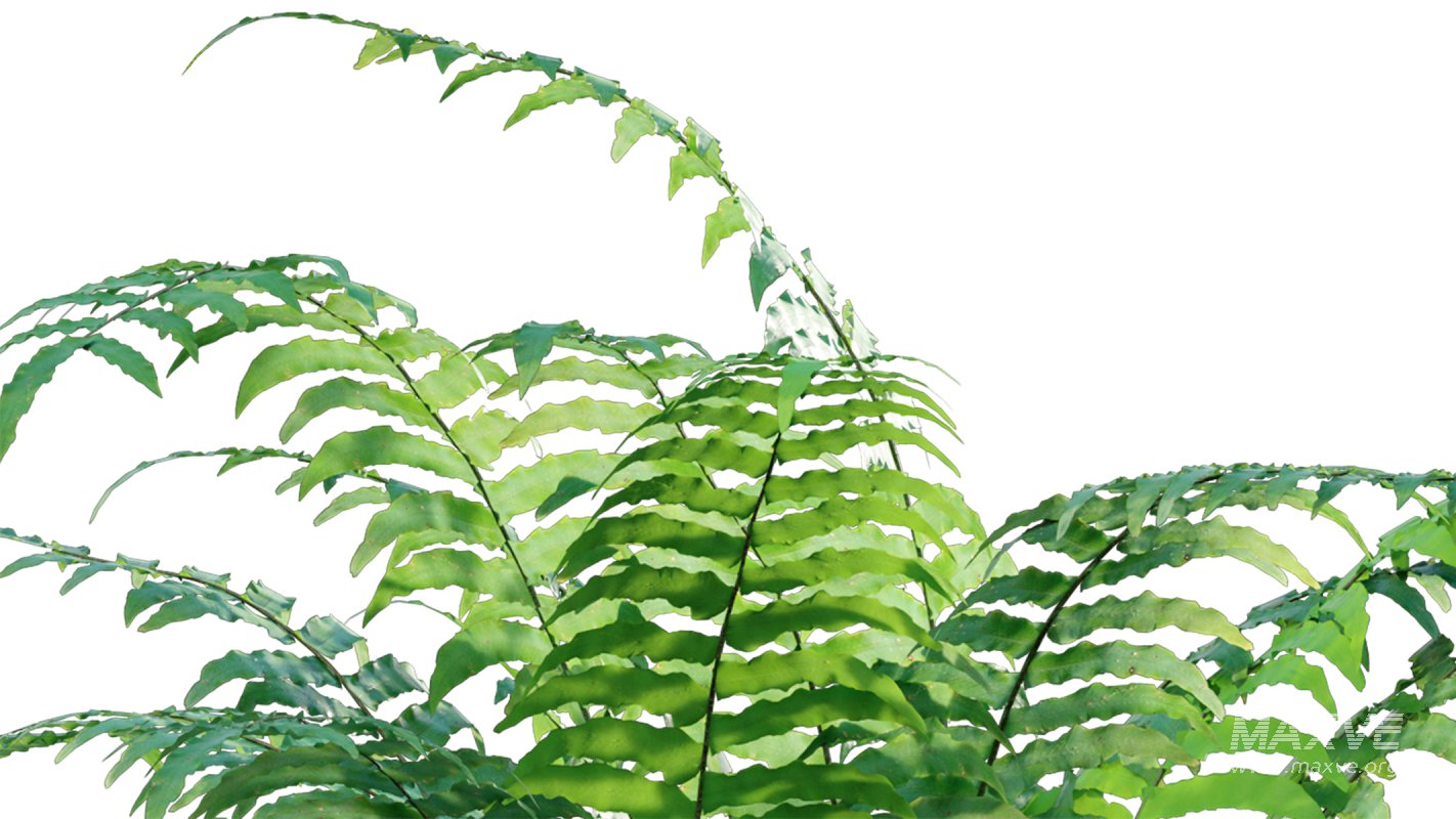 Collection 09 – Fern Garden - Image 37