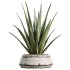 AV Indoor Plants Set 322 Fruit Orange Tree and Ficus Tineke Rubber and Aloe Vera - Thumbnail 5