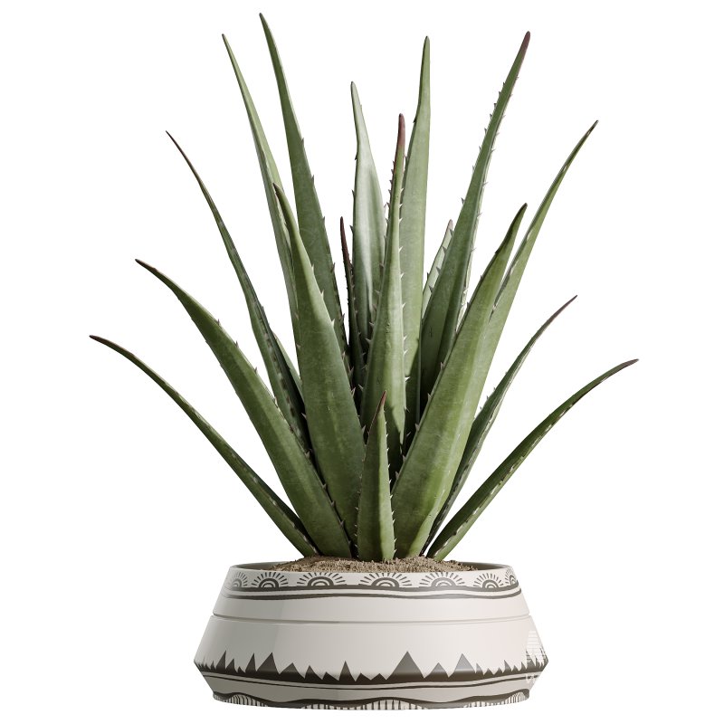 AV Indoor Plants Set 322 Fruit Orange Tree and Ficus Tineke Rubber and Aloe Vera - Image 5