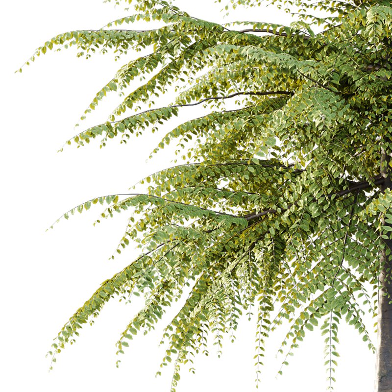 Different Trees 46 - Image 6