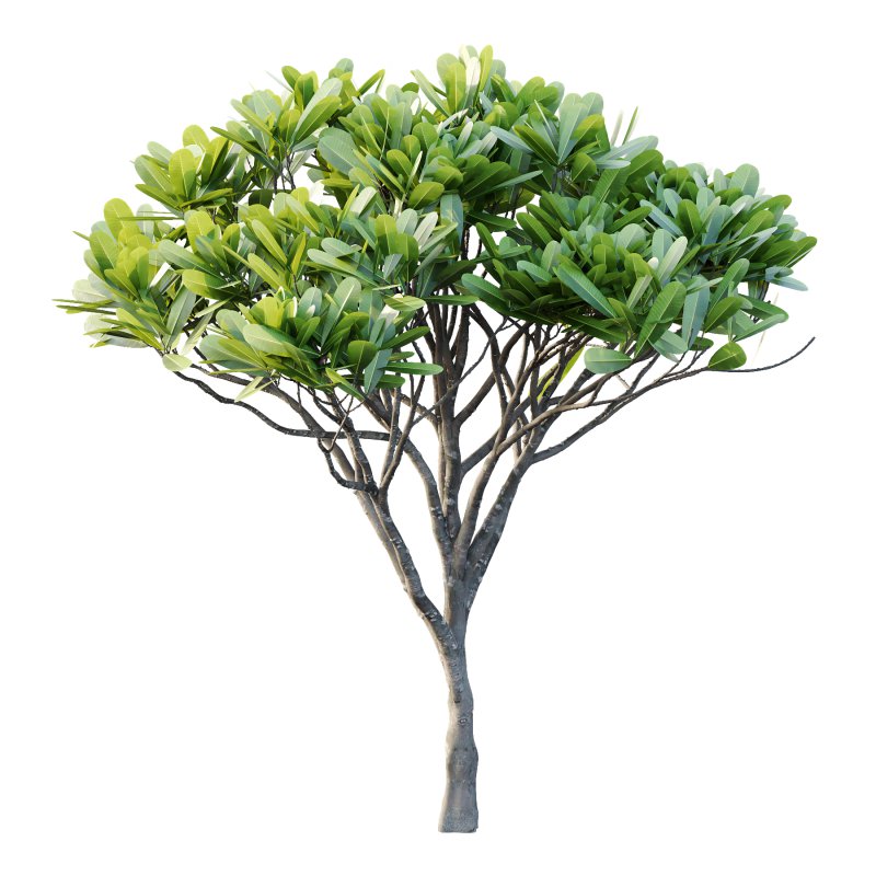 Plumeria Obtusa plant 03 - Image 2