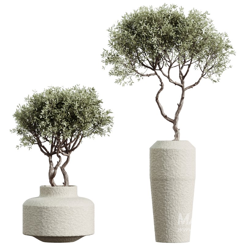 AV Indoor Plants Set 317 Arbequina Olive and Dracaena Lemon Dragon and Green Sansevieria - Image 1