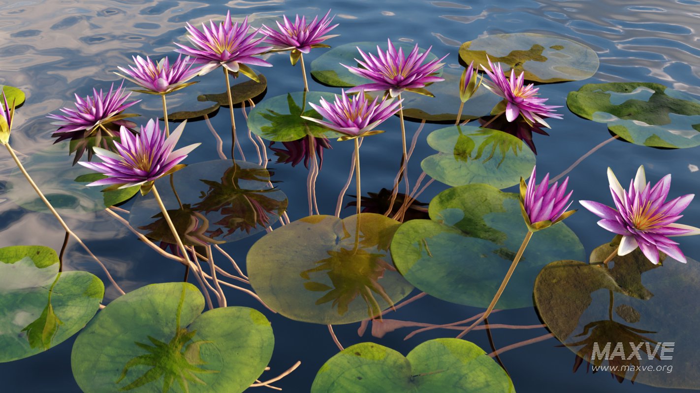 Collection 06 – Japanese Garden - Image 17