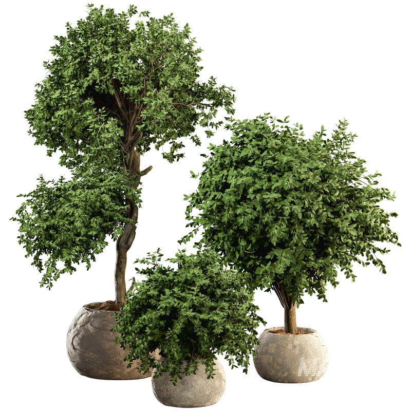 HousePlants Set - Image 1