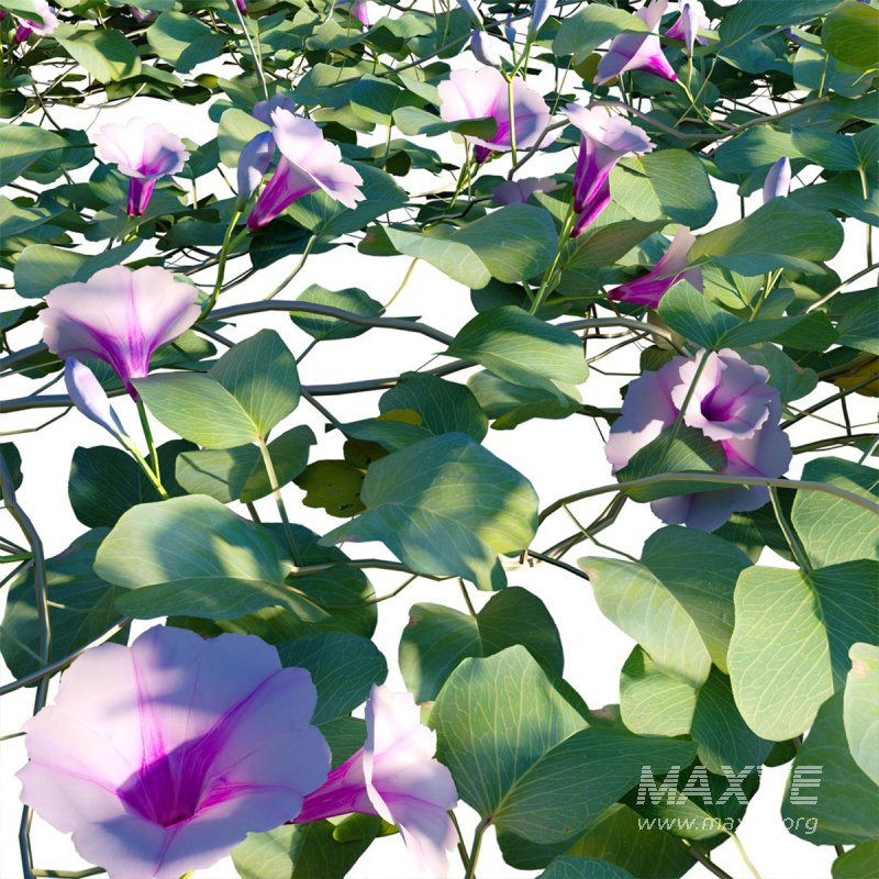 Ipomoea pes – caprae – Beach Morning Glory - Image 2