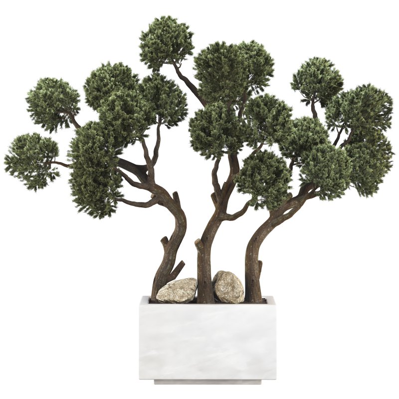 Topiary Pine Tree Set - Image 1