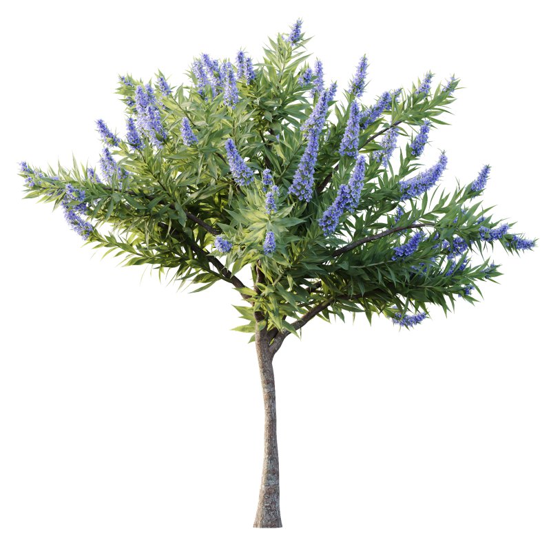 Echium candicans Pride of Madeira Bush 07 - Image 2